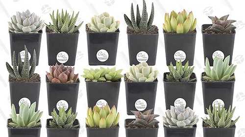 Fill the Void With Amazon's One-Day Succulent Sale Fill the Void With Amazon's One-Day Succulent Sale