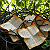 Article: Thorns of the Living Word: Scripture Entwined in the Verdant Silence
