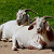 Post: #ForYourInformation 10 Benefits of Goat milk1. **Easy to Digest** Goat milk contains...